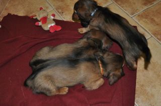 Jamnik d�ugow�osy